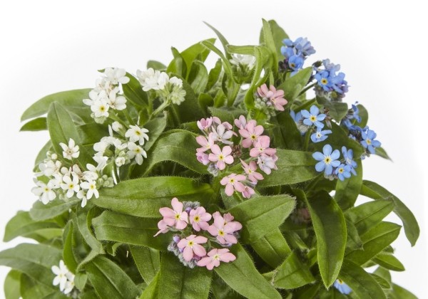 Myosotis sylvatica My Friend Blue-Rose-White
