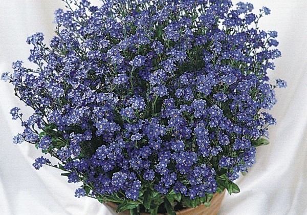 Myosotis sylvatica Miro