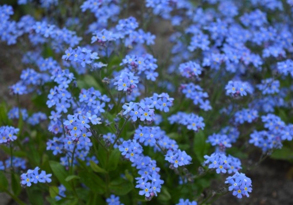 Myosotis sylvatica Sylva Bluesylva