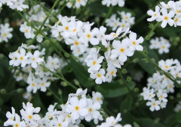 Myosotis sylvatica Sylva Snowsylva