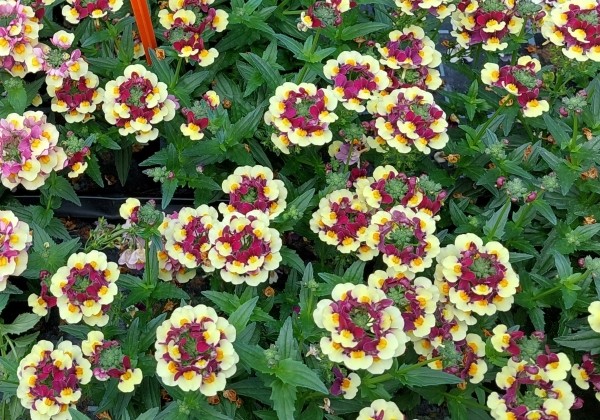 Nemesia fruticans Mareto Burgundy & Yellow