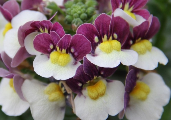 Nemesia fruticans Mareto Burgundy & White