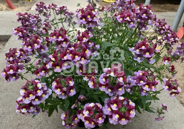 Nemesia fruticans Mareto Burgundy & Rose