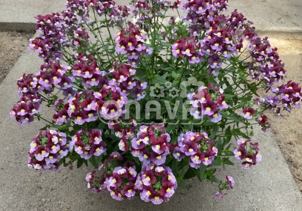 Nemesia fruticans Mareto Burgundy & Rose