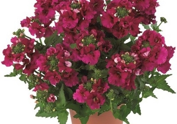 Nemesia hybrida Lyric Cherry