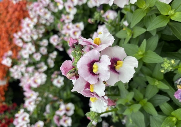 Nemesia hybrida Lyric Light Pink Eye