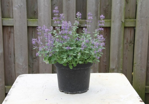 Nepeta faassenii Baby Cat