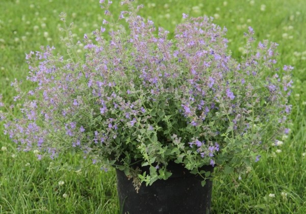 Nepeta faassenii Kit Kat