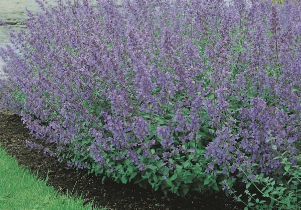 Nepeta faassenii Six Hills Giant