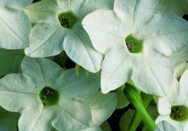 Nicotiana alata Saratoga White