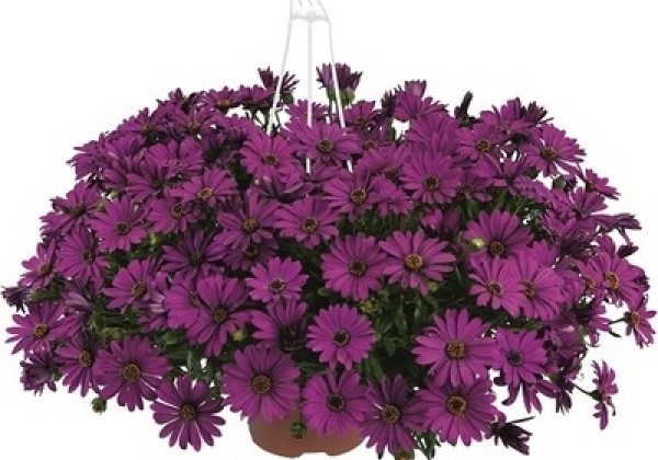 Osteospermum ecklonis Erato Basket Purple