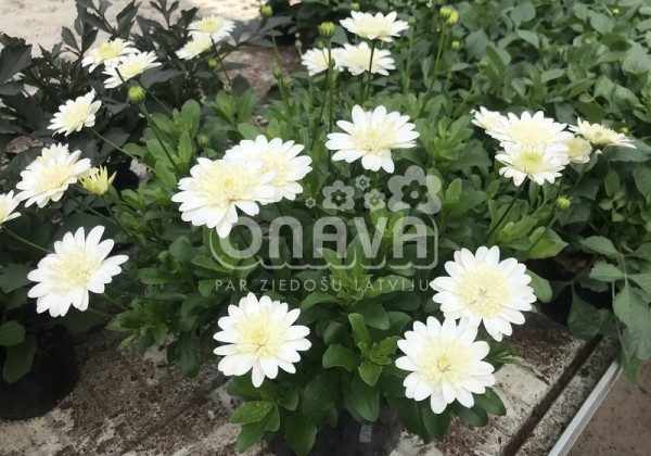 Osteospermum ecklonis Erato Double Clear White