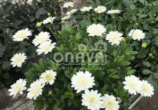 Osteospermum ecklonis Erato Double Clear White