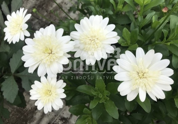Osteospermum ecklonis Erato Double Clear White