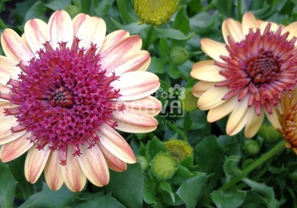Osteospermum ecklonis Erato Double Orange Center