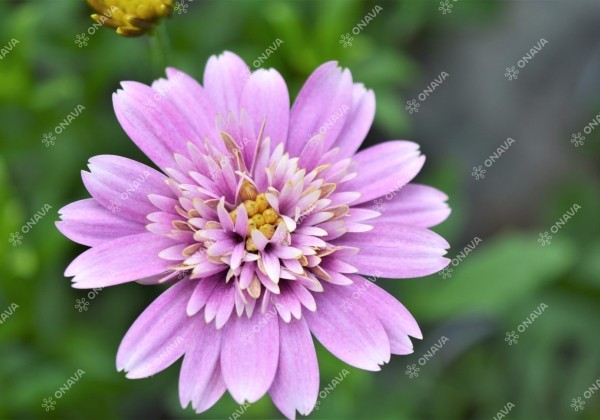 Osteospermum ecklonis Erato Double Pink