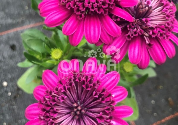 Osteospermum ecklonis Erato Double Purple