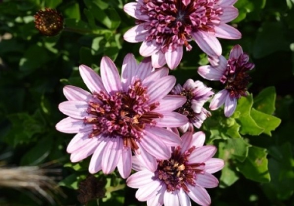 Osteospermum ecklonis Erato Double Rose