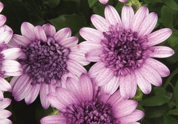 Osteospermum ecklonis Erato Double White Blush