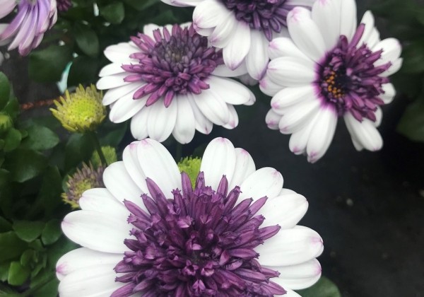 Osteospermum ecklonis Erato Double White Blush