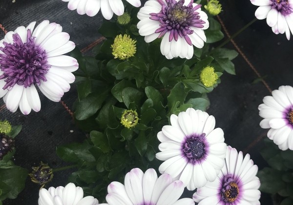 Osteospermum ecklonis Erato Double White Blush