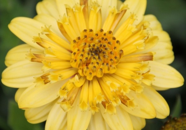Osteospermum ecklonis Erato Double Yellow