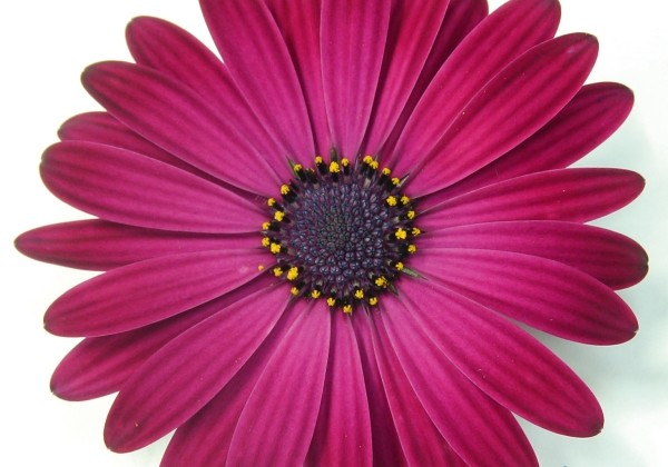 Osteospermum ecklonis Erato Compact Deep Purple