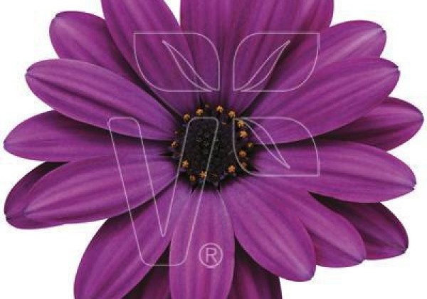 Osteospermum ecklonis Akila Purple