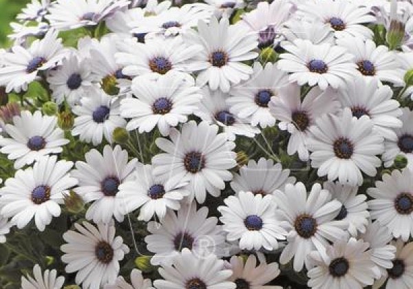 Osteospermum ecklonis Akila White