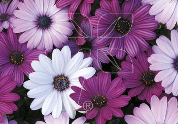 Osteospermum ecklonis Akila Mix