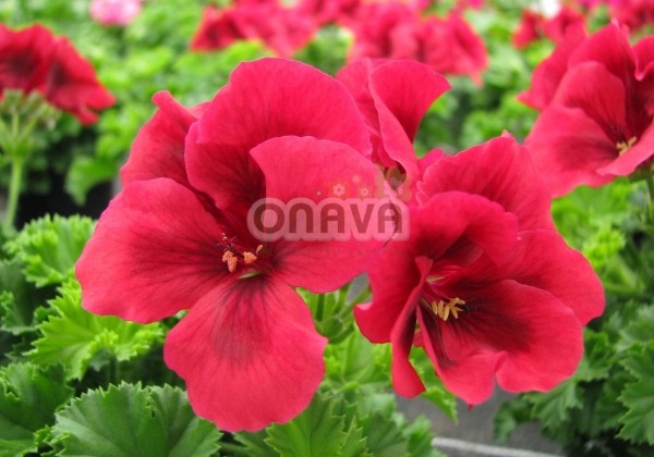 Pelargonium grandiflorum Clarion Bright Red