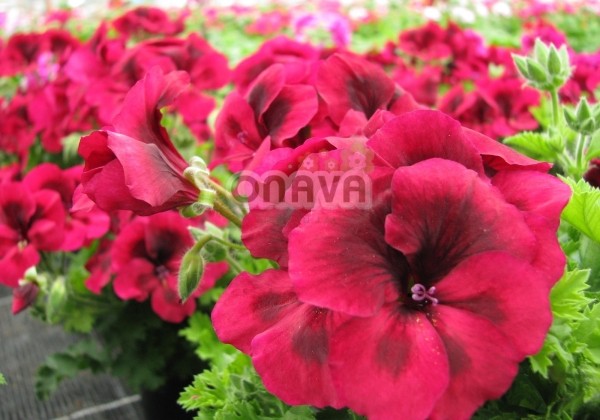 Pelargonium grandiflorum Clarion Dark Red