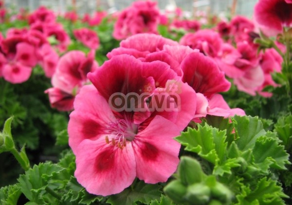 Pelargonium grandiflorum Clarion Pink with Eye