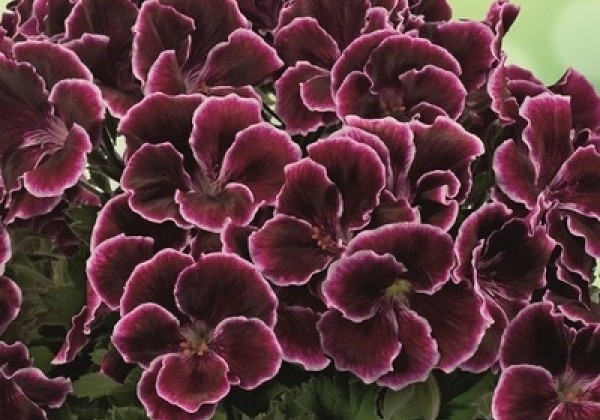 Pelargonium grandiflorum Aristo Black Beauty