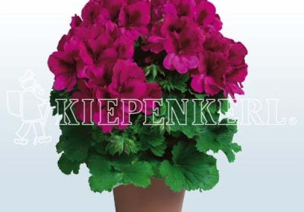 Pelargonium grandiflorum Aristo Burgundy