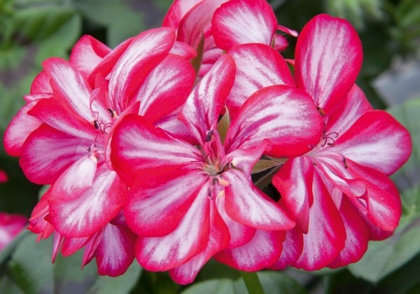 Pelargonium peltatum Grandeur Ivy Arctic Burgundy