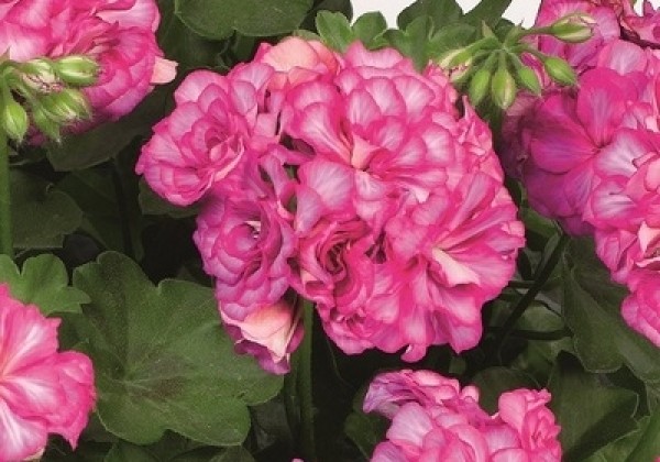 Pelargonium peltatum Grandeur Ivy Arctic Rose
