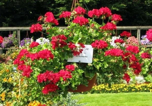 Pelargonium peltatum Grandeur Ivy Deep Red