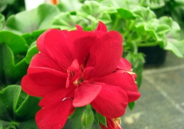 Pelargonium peltatum Grandeur Ivy Deep Red