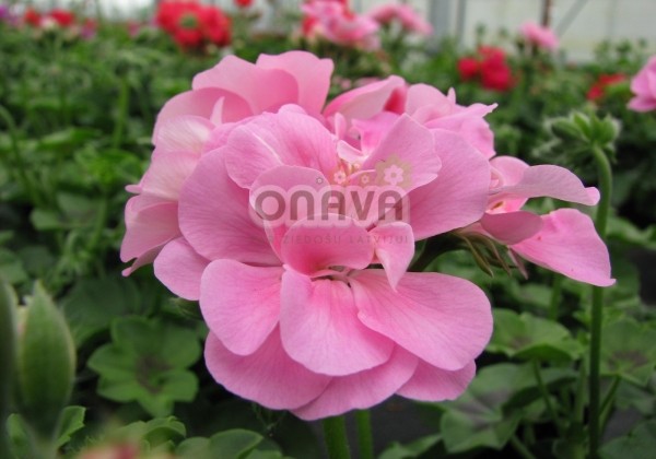 Pelargonium peltatum Grandeur Ivy Pink