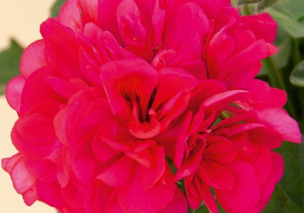 Pelargonium peltatum Grandeur Ivy Rose