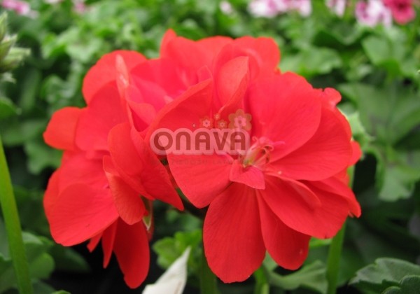 Pelargonium peltatum Grandeur Ivy Scarlet