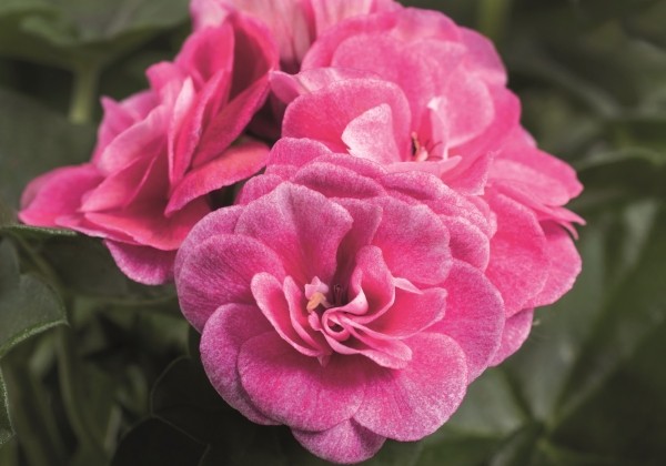 Pelargonium peltatum Grandeur Ivy Stardust Rose