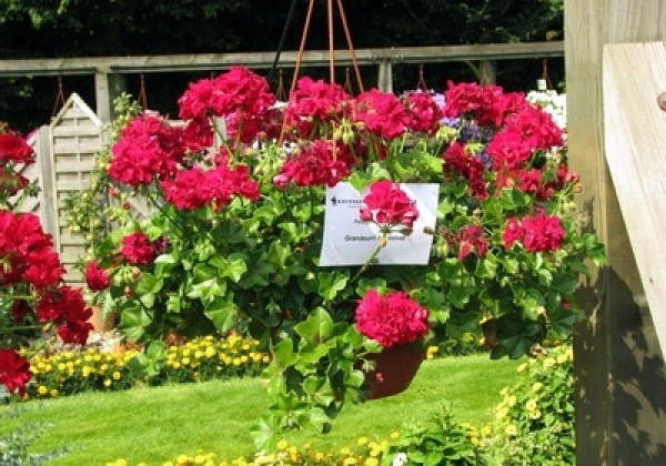 Pelargonium peltatum Grandeur Ivy Velvet