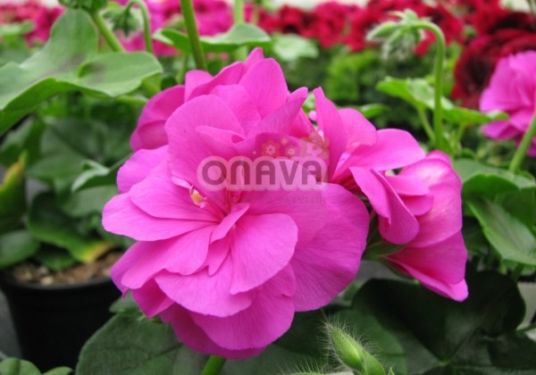 Pelargonium peltatum Grandeur Ivy Violet
