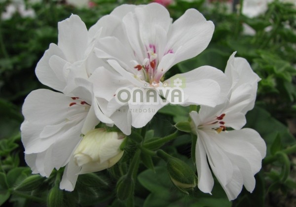 Pelargonium peltatum Grandeur Ivy White