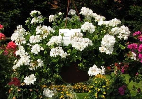 Pelargonium peltatum Grandeur Ivy White