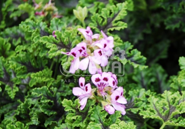Pelargonium species Moskitoschoker