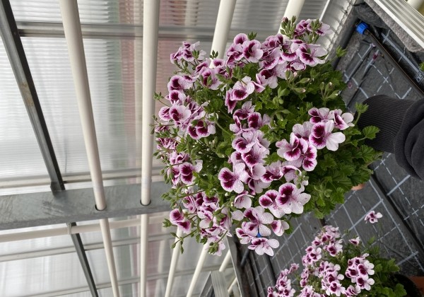 Pelargonium species Grandeur Odorata Citrus Floral