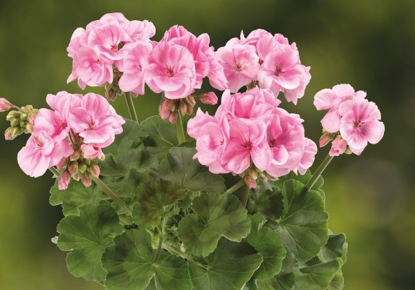Pelargonium zonale Grandeur Classic Blush